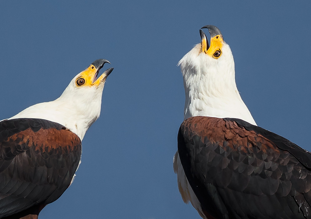 African Fish Eagle